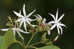 Jasminum malabaricum